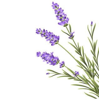 Hand drawn lavender bush vector illustration isolated