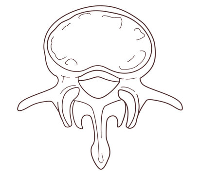 The lumbar vertebrae in outline style. Anatomical illustration of a human vertebra in axial cross-section view. 