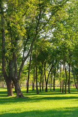 Fototapeta premium Peaceful urban park with green trees and fresh grass lawn in sunlight. Natural recreation area for walking, relaxing and outdoor rest and leisure in the city. Nature landscape, city garden