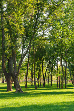 Peaceful urban park with green trees and fresh grass lawn in sunlight. Natural recreation area for walking, relaxing and outdoor rest and leisure in the city. Nature landscape, city garden