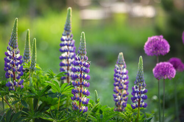 Fototapeta premium Purple lupins blooming by alliums in spring garden. Perennial plants blossoming on flowerbed at sunset