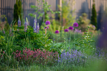 Fototapeta premium Purple lupins blooming by alliums, geums and nepeta in spring garden. Perennial plants blossoming on flowerbed at sunset