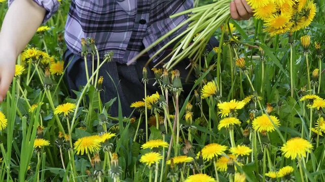 Beautiful girl collects big yellow dandelions on a green meadow.