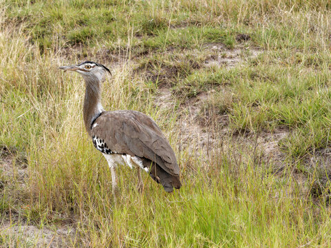 Kori bustard walking in the Amboseli savanna