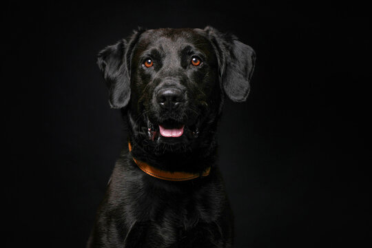 cute dog on an isolated background in a studio shot