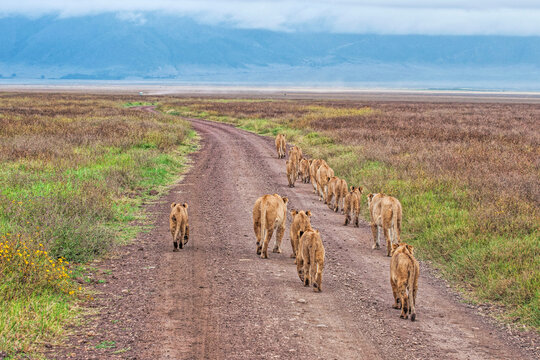 Lions on a Road in the Ngorongoro Crater