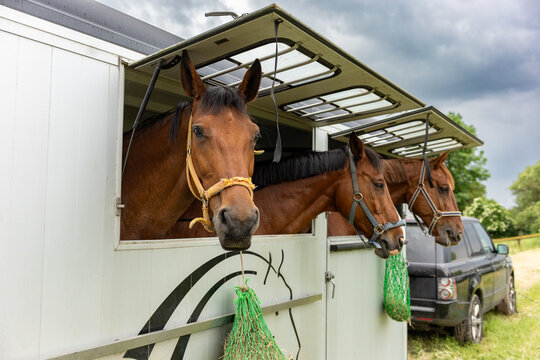 Three horses looking from transport trailer before equestrian competition under cloudy sky