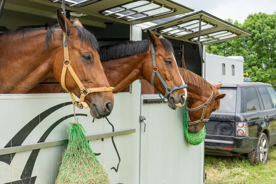 Brown horses feeding from hay nets beside transport trailer at equestrian event