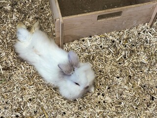 Cute fluffy white Lionhead rabbit resting on wood shavings in a natural enclosure. Adorable domestic bunny portrait suitable for pet care, animal welfare and Easter concepts. © Dr. CraftLab