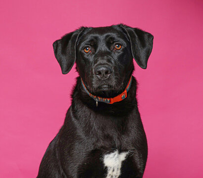 cute dog on an isolated background in a studio shot
