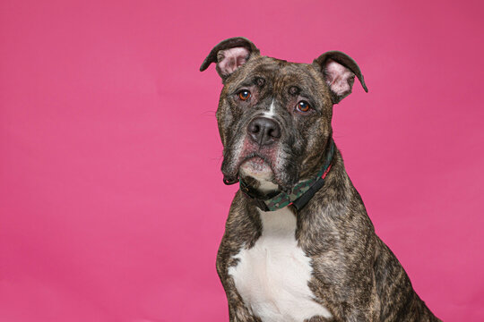 cute dog on an isolated background in a studio shot