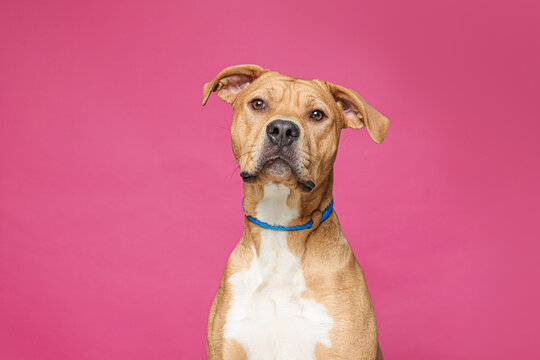 Studio photo of a cute dog in front of an isolated background 
