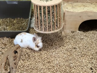 Cute fluffy white Lionhead rabbit resting on wood shavings in a natural enclosure. Adorable domestic bunny portrait suitable for pet care, animal welfare and Easter concepts. © Dr. CraftLab