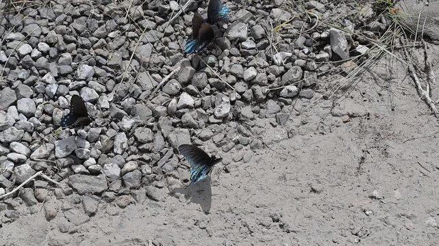 Black and Blue Butterflies
