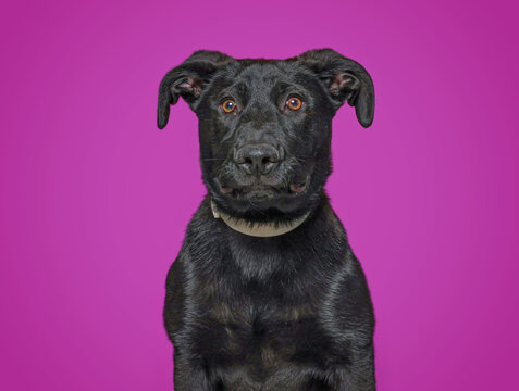 Studio photo of a cute dog in front of an isolated background 
