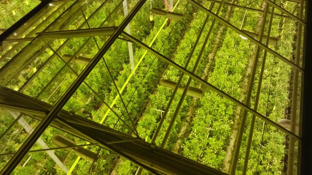 Geometric view through angled glass panels revealing dense rows of leafy greens inside a climate-controlled greenhouse illuminated by yellow grow lights and intersecting metal framework