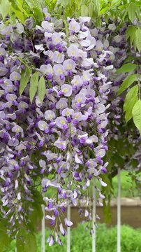 Slow orbit shot of elegant weeping wisteria