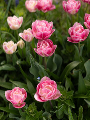 Obraz premium Blooming Pink Tulips in Spring Garden Close View