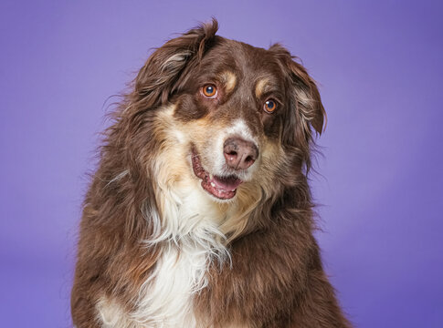 cute dog on an isolated background in a studio shot
