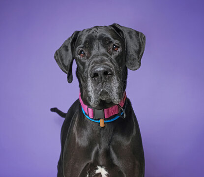 Studio photo of a cute dog in front of an isolated background 
