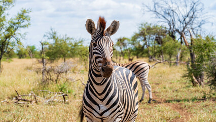 Closeup portrait of a zebra in the bush, Kruger National Park, South Africa © Jose