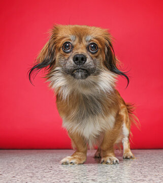 cute dog on an isolated background in a studio shot