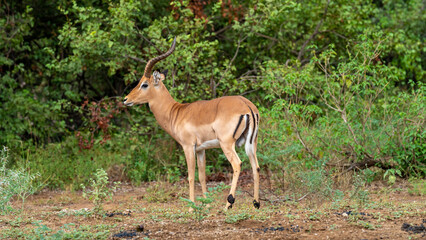 Beautiful portrait of an impala in the wild, Kruger National Park, South Africa © Jose