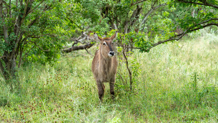 Beautiful closeup of a waterbuck in the bush, Kruger National Park, South Africa © Jose