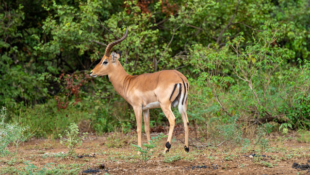 Beautiful portrait of an impala in the wild, Kruger National Park, South Africa