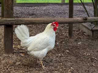 White hen standing inside a wooden chicken coop, looking to the right, with bright red comb and wattles, clean white feathers, natural farmyard ground, wooden perches and rustic poultry enclosure © Tamara