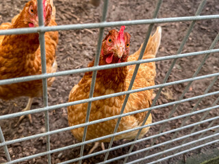 Close-up of a brown laying hen standing behind a metal fence and staring directly into the camera. Detailed poultry portrait captured in a rural farm setting with natural light and selective focus. © Tamara