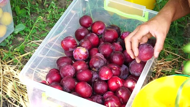 Plums. Plum harvest. Ripe plums hang on a tree. Large purple plums against the background of the sun's rays. Fruit picking concept. Gardening. Fresh fruits