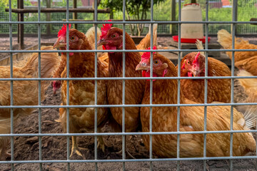 Several brown hens gathered behind a metal fence inside a poultry farm. Close-up view of domestic chickens displaying natural flock behavior in a controlled farm environment. © Tamara