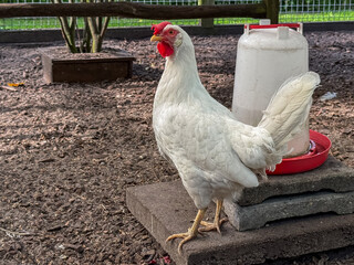 White domestic hen standing near a water feeder in a poultry enclosure. Healthy farm chicken with bright white feathers and red comb captured in a rural agricultural setting with natural daylight. © Tamara