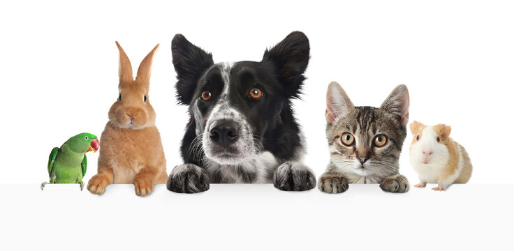 Cute pets peeking out on white background, banner design