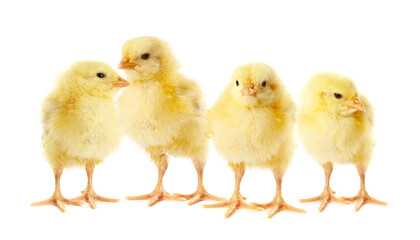 Fototapeta premium Cute fluffy chicks on white background. Baby animals