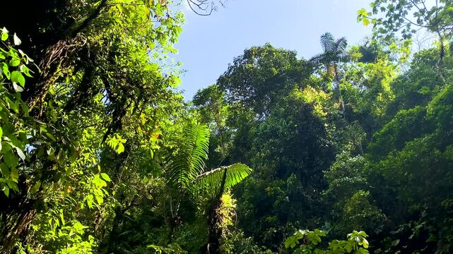 Sun rays shining through dense tropical rainforest canopy