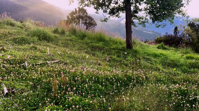 A beautiful landscape full of flowers and trees at sunset, Scenic panoramic view of rolling hills, blooming meadows, and snowcapped peaks under a beautiful blue spring sky, Scenic spring landscape wit