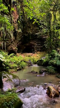 A beautiful river flows through the tropical rainforest