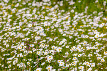 Fototapeta premium Selective focus of white flowers Leucanthemum maximum in the fields, Shasta daisy is a commonly grown flowering herbaceous perennial plant with the classic daisy appearance, Natural floral background.