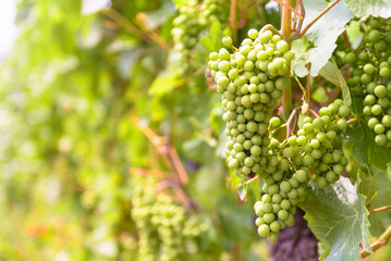 Fototapeta premium Close-up of unripe green grapes growing on a vine. Bunch of fresh grapes with green leaves in a vineyard. Selective focus with blurred background