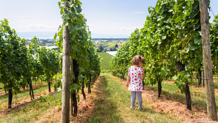 Fototapeta premium Young girl standing in a vineyard looking at green grapes. Child exploring rows of grapevines on a sunny summer day. Rural agricultural landscape with lake in the background