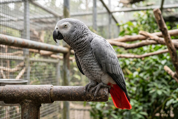 Obraz premium African grey parrot perched on metal bar in aviary