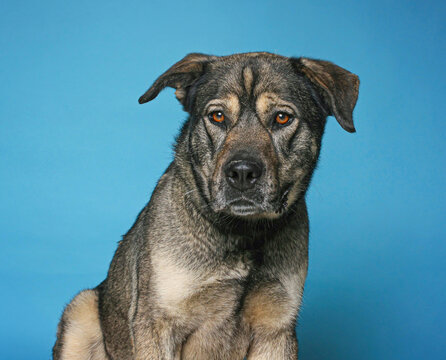 Studio photo of a cute dog in front of an isolated background 
