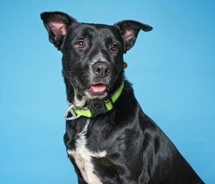 Studio photo of a cute dog in front of an isolated background 
