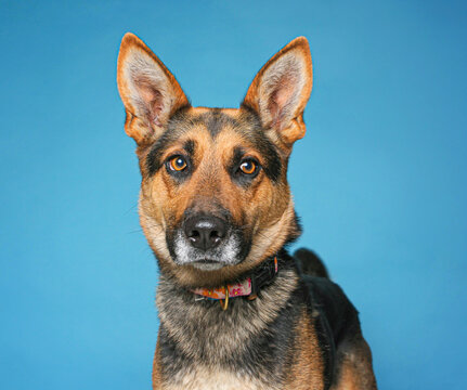 Studio photo of a cute dog in front of an isolated background 
