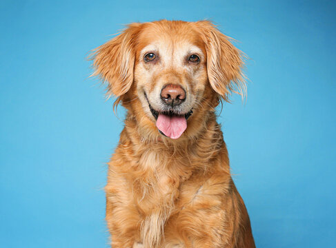 cute dog on an isolated background in a studio shot