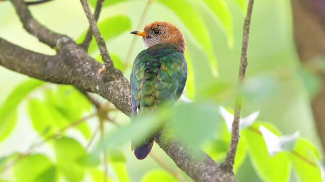 Asian emerald cuckoo perched on a tree branch in its natural habitat