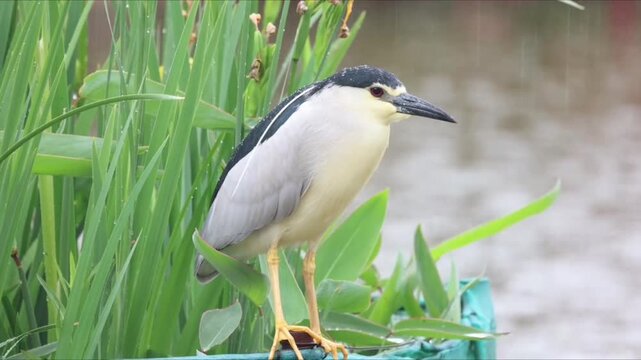 Blackcrowned night heron perched among green reeds by the water