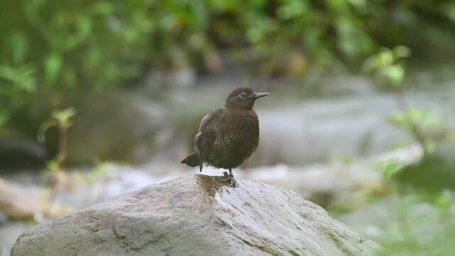 Brown dipper bird perched on a wet rock in a mountain stream